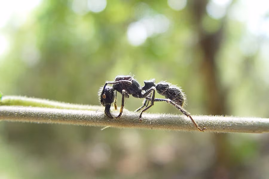 Vết cắn của kiến đạn sẽ đi cùng với một loại nọc độc. Nọc độc này gây tác động đến hệ thần kinh, vì thế chỉ cần vài vết cắn, nạn nhân có thể "bất tỉnh nhân sự". Sau đó, nọc độc sẽ xâm nhập vào các cơ gây hoại tử, nhiễm trùng. Nếu không được chữa trị kịp thời, nhẹ thì mất chi, nặng thì tử vong.