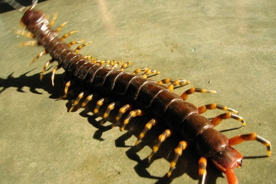 Amazon còn là vùng đất sở hữu rất nhiều sinh vật ngoại cỡ, một trong số đó phải kể đến loài Scolopendra gigantea (hay còn gọi là rết chân vàng khổng lồ hoặc rết khổng lồ Amazon).