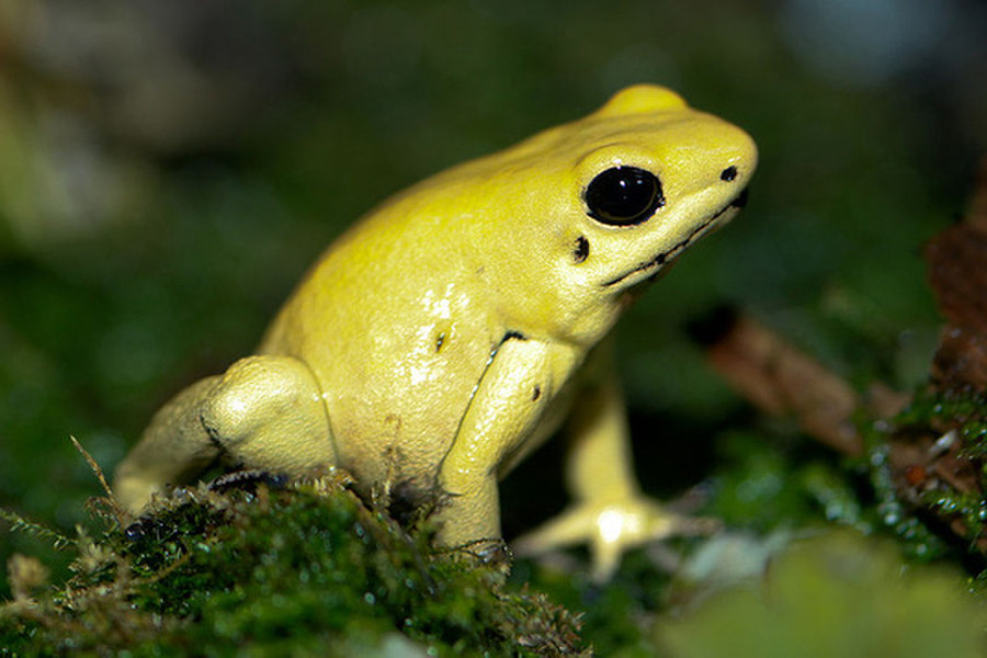 Đã có nhiều công trình nghiên cứu về độc tính của ếch phi tiêu độc nhưng các nhà khoa học vẫn chưa hoàn toàn tìm ra nguồn gốc chính xác của lượng độc tố có trên cơ thể loài ếch này.