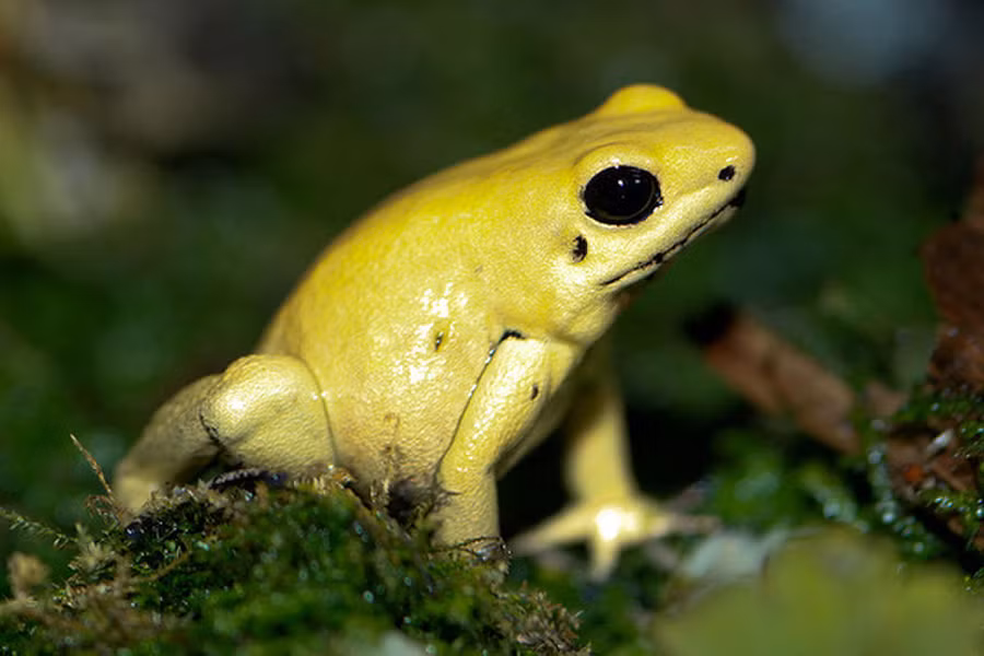 Đã có nhiều công trình nghiên cứu về độc tính của ếch phi tiêu độc nhưng các nhà khoa học vẫn chưa hoàn toàn tìm ra nguồn gốc chính xác của lượng độc tố có trên cơ thể loài ếch này.