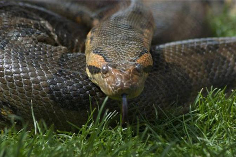 Anaconda là loài trăn khổng lồ sống ở lưu vực sông Amazon, đây chính là "sát thủ máu lạnh" đầu tiên nếu nhắc đến khu vực tự nhiên Nam Mỹ.
