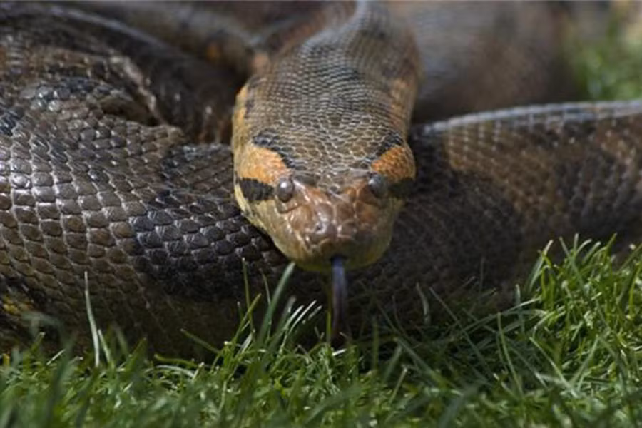 Anaconda là loài trăn khổng lồ sống ở lưu vực sông Amazon, đây chính là "sát thủ máu lạnh" đầu tiên nếu nhắc đến khu vực tự nhiên Nam Mỹ.