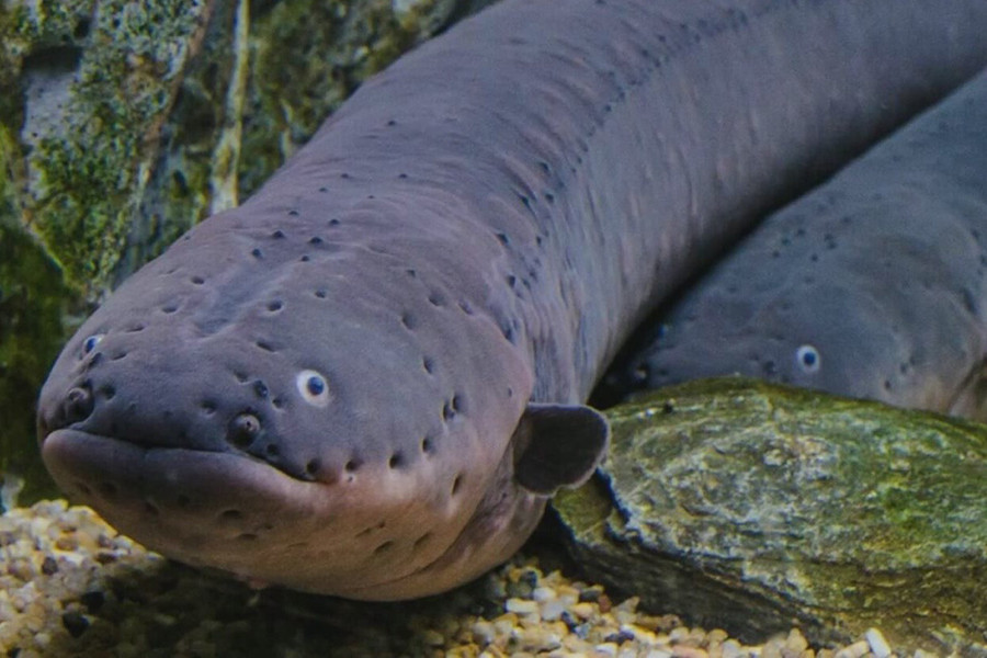 Một lần phát điện của chúng không đủ giết chết người lớn khỏe mạnh nhưng nhiều lần phát có thể gây đau tim, suy hô hấp, khiến nạn nhân choáng váng và chết đuối sau khi bị tấn công.