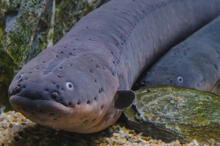 Một lần phát điện của chúng không đủ giết chết người lớn khỏe mạnh nhưng nhiều lần phát có thể gây đau tim, suy hô hấp, khiến nạn nhân choáng váng và chết đuối sau khi bị tấn công.