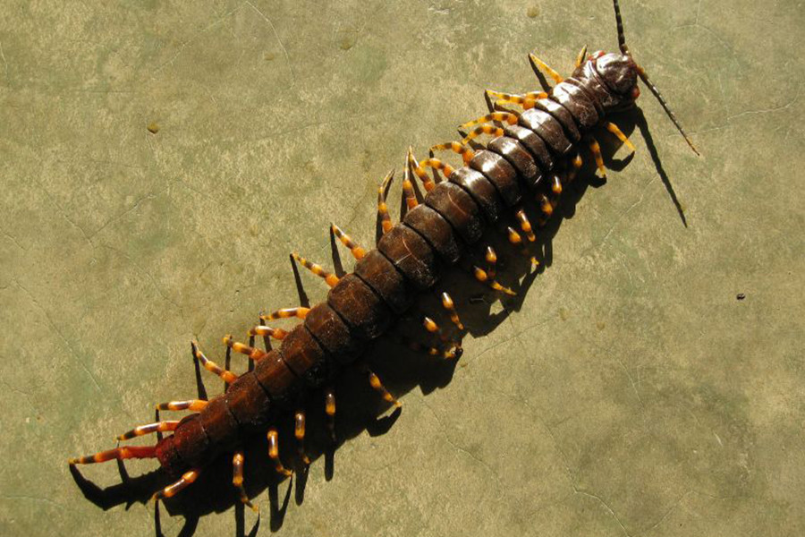 Vết cắn của rết khổng lồ cực kỳ đau đớn. Nạn nhân bị cắn có thể gặp phải một số triệu chứng như sốt, mệt mỏi, hoa mắt chóng mặt...