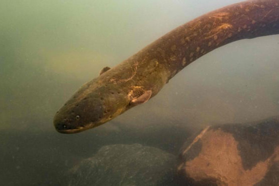 Lưu vực sông Amazon còn là nơi sinh sống của loài lươn điện, được mệnh danh là thủy quái.