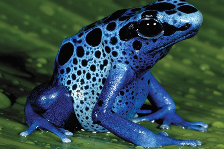 Độc tố của loài ếch này có thể làm tê liệt hệ thần kinh, gây liệt các cơ và khiến sinh vật trúng độc tử vong nhanh chóng.
