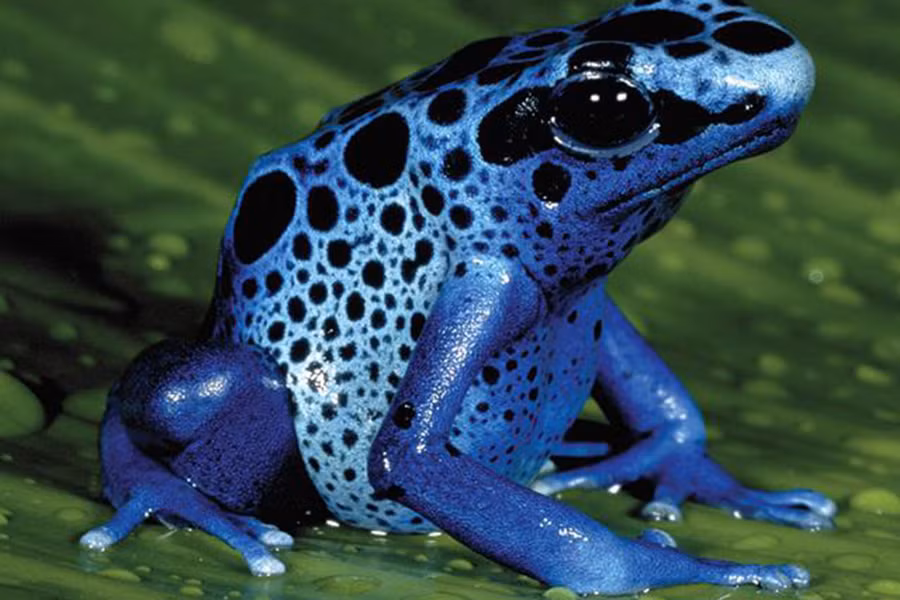 Độc tố của loài ếch này có thể làm tê liệt hệ thần kinh, gây liệt các cơ và khiến sinh vật trúng độc tử vong nhanh chóng.