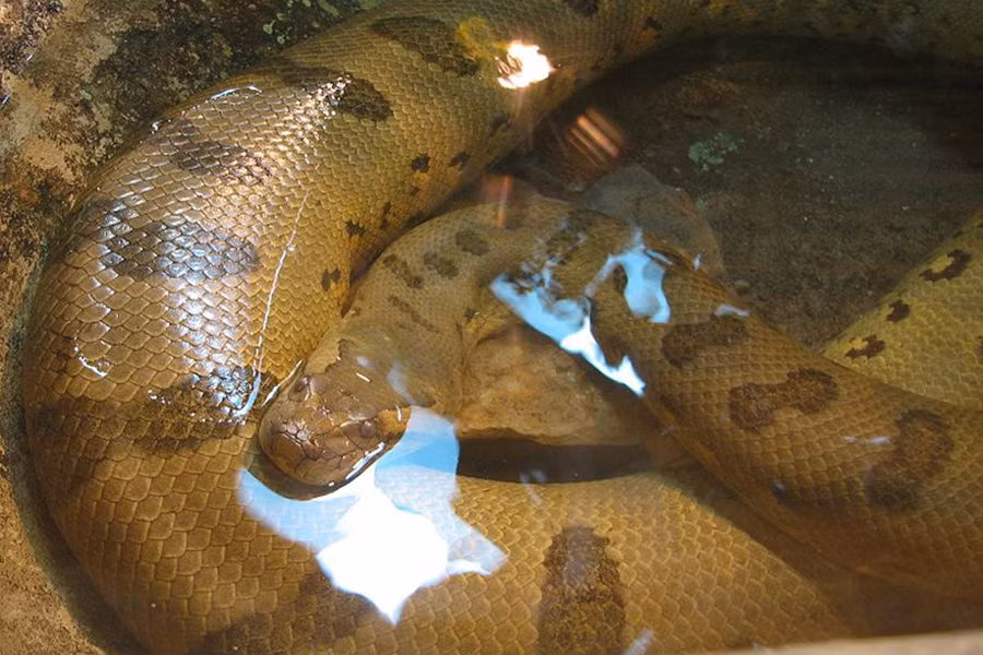 Trăn Anaconda có lối sống lưỡng cư nhưng hiếm khi leo lên cây vì khối lượng cơ thể lớn. Hầu hết thời gian nó dành cho việc ngâm mình dưới nước để chờ đợi những con mồi xấu số.