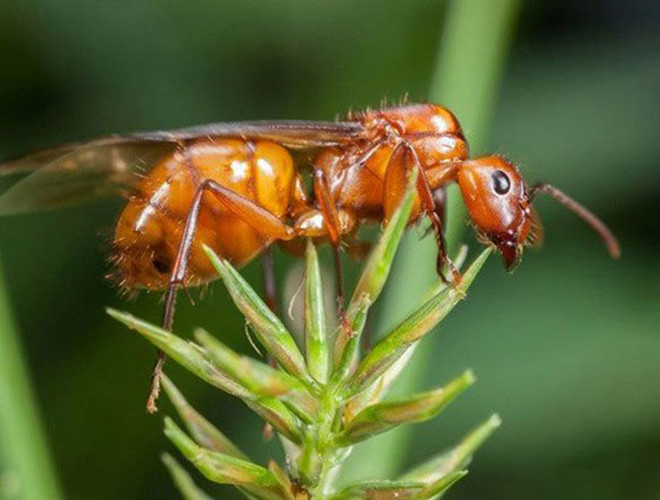 Vòng đời của những chú kiến bay không quá 3 tuần. Tương tự như loài ong, trong đàn kiến bay luôn có một con kiến chúa là giống cái. Điều đặc biệt là những con kiến bay đực đều sẽ chết khi chúng giao phối xong với kiến chúa.
