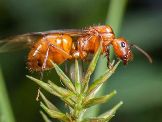 Vòng đời của những chú kiến bay không quá 3 tuần. Tương tự như loài ong, trong đàn kiến bay luôn có một con kiến chúa là giống cái. Điều đặc biệt là những con kiến bay đực đều sẽ chết khi chúng giao phối xong với kiến chúa.