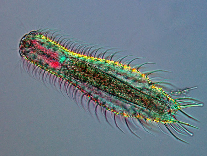 Nguyên nhân khiến loài vi sinh vật nhỏ bé với kích thước không quá 3mm này chỉ sống vỏn vẹn 3 ngày bởi chúng là nguồn thức ăn của những loài cá nhỏ khác sống trong cùng hệ sinh thái biển. Với thân hình trong suốt, Gastrotricha có khả năng phát sáng trong bóng đêm. Đáng tiếc, người ta chỉ có thể chiêm ngưỡng nét đẹp này chỉ trong 72 tiếng đồng hồ.