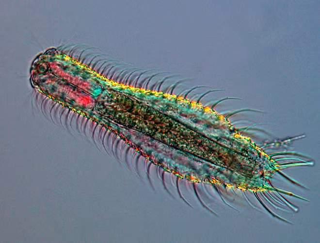 Nguyên nhân khiến loài vi sinh vật nhỏ bé với kích thước không quá 3mm này chỉ sống vỏn vẹn 3 ngày bởi chúng là nguồn thức ăn của những loài cá nhỏ khác sống trong cùng hệ sinh thái biển. Với thân hình trong suốt, Gastrotricha có khả năng phát sáng trong bóng đêm. Đáng tiếc, người ta chỉ có thể chiêm ngưỡng nét đẹp này chỉ trong 72 tiếng đồng hồ.