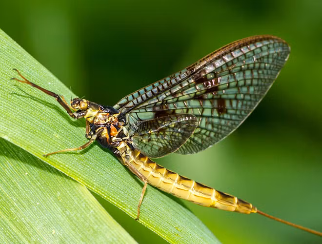 Phần lớn cuộc đời của phù du là nằm trong nhộng. Đến khi sắp chết, chúng mới thoát ra khỏi nhộng, hóa thành phù du trưởng thành và nhảy múa trên mặt nước. Cảnh tượng tuyệt đẹp này kéo dài không lâu và sau đó một thế hệ phù du tiếp nối lại ra đời.