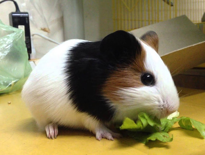 Ngoài ra, nguồn thức ăn đòi hỏi cầu kỳ cùng cách chăm sóc kĩ lưỡng đã khiến chuột lang rất khó nuôi, dễ chết. Một bữa ăn của chuột lang phải giàu trái cây, rau củ giàu vitamin C vì cơ thể chuột lang thiếu enzim để tạo ra vitamin C. Đặc biệt, người chủ nuôi phải bổ sung một lượng rơm khô, sạch, không có nấm mốc để hệ tiêu hóa của chuột lang hoạt động tốt.