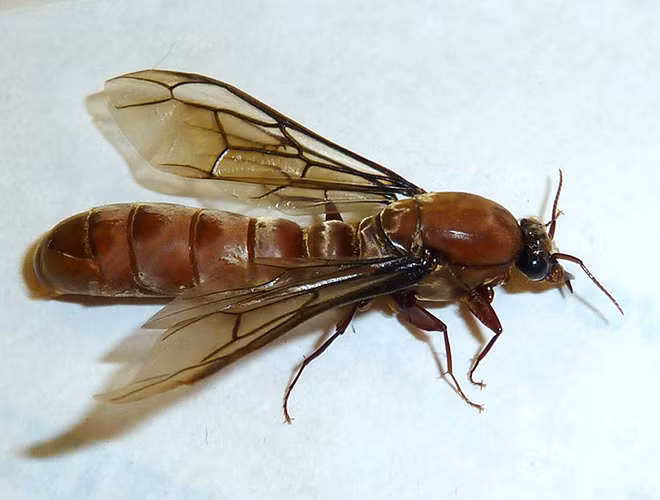 Đa số kiến không có cánh. Tuy nhiên, tại những thời điểm nhất định trong năm, chúng ta có thể trông thấy kiến bay thành đàn. Kiến bay hay còn gọi là "alates", đơn giản là những con kiến trưởng thành về mặt giới tính.