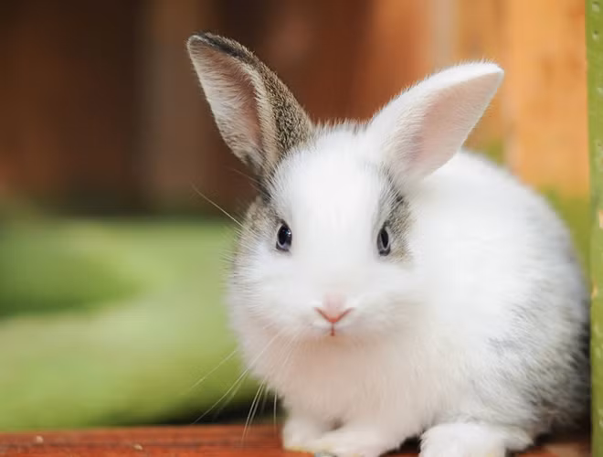 Dạ dày yếu là một trong những nguyên nhân hàng đầu dẫn đến cái chết của thỏ nhà. Ngoài ra, theo thống kê của giới sinh vật học, thỏ cái còn dễ bị mắc bệnh ung thư tử cung nên tuổi thọ thường không dài.