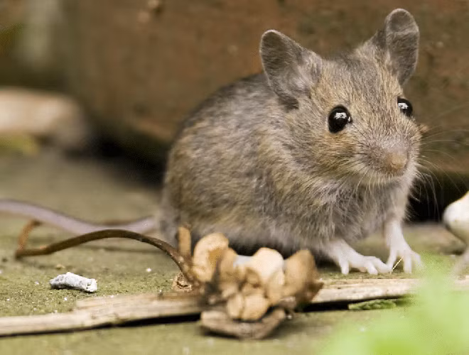 Nguyên nhân hàng đầu khiến tuổi thọ của chuột ngắn là do sự tấn công của các loài thiên địch như mèo, rắn và ngộ độc thức ăn.