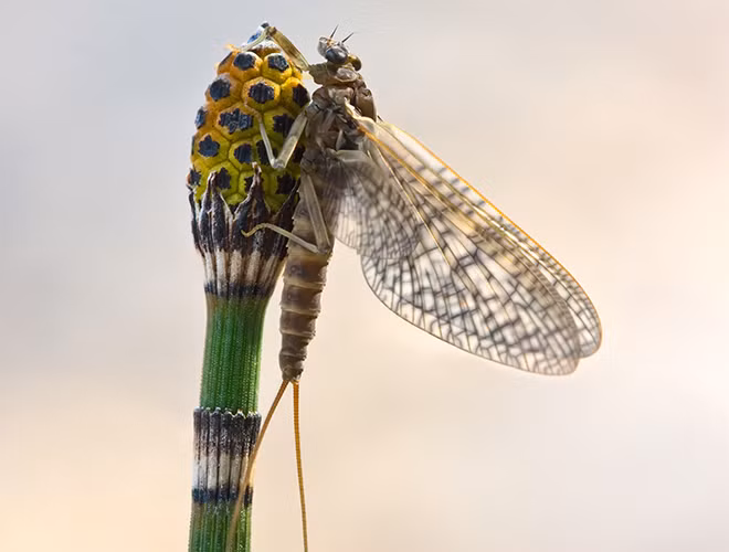Phù du là loại côn trùng tương đối cổ xưa, đã xuất hiện từ hơn 300 triệu năm trước. Đây là động vật có tuổi thọ ngắn nhất trên thế giới - chỉ kéo dài vỏn vẹn 24 tiếng đồng hồ.