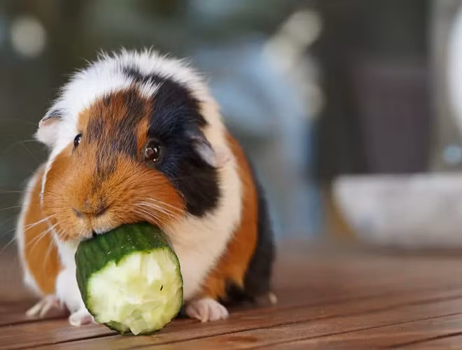 Với thời gian sống kéo dài chỉ khoảng 4 năm, chuột lang (Guinea pig) là một trong những loài động vật có tuổi thọ ngắn trên thế giới.