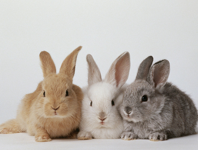 So với thỏ rừng, giống thỏ nhà có tuổi thọ ngắn hơn, thông thường chỉ kéo dài từ 8 đến 12 năm, thậm chí có loài thỏ nhà chỉ sống được dưới 5 năm.