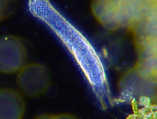 Động vật biển siêu nhỏ Gastrotricha, hay còn gọi là giun bụng lông, là loài vật xếp thứ hai về tuổi thọ ngắn ngủi, chỉ khoảng 3 ngày.