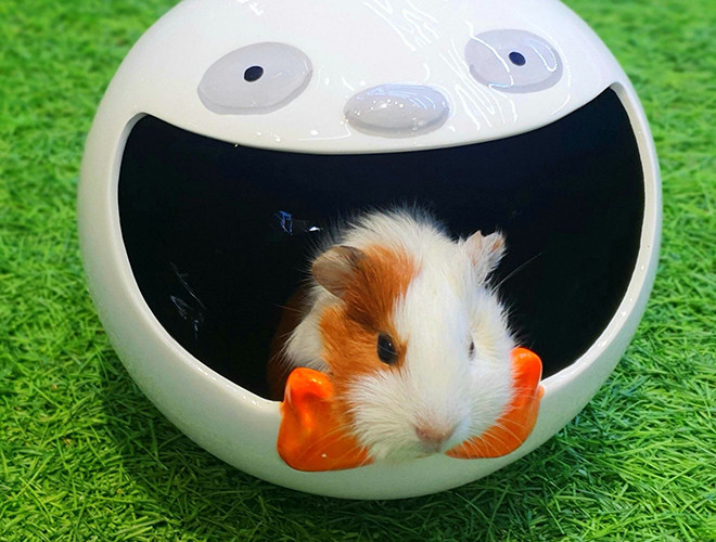 Bệnh còi, thiếu hụt vitaminc C trong cơ thể và viêm phế quản được xem là những căn bệnh mà chuột lang Guinea pig dễ mắc phải, ảnh hưởng đến tuổi thọ của chúng.