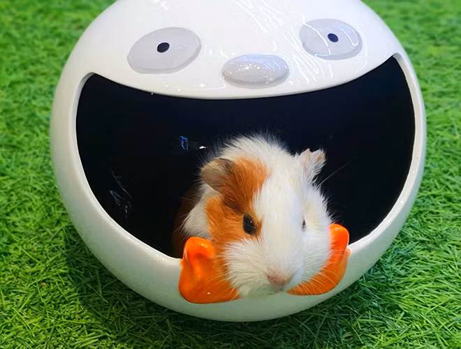 Bệnh còi, thiếu hụt vitaminc C trong cơ thể và viêm phế quản được xem là những căn bệnh mà chuột lang Guinea pig dễ mắc phải, ảnh hưởng đến tuổi thọ của chúng.