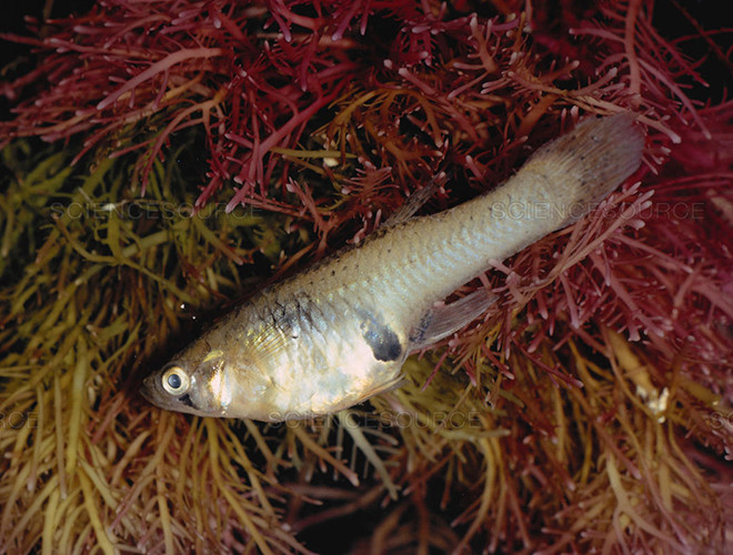 Vòng đời của cá ăn muỗi kéo dài không quá 2 năm. Đặc biệt, với những con cá ăn muỗi sống ngoài tự nhiên, tuổi thọ của chúng còn ngắn hơn bởi sự tấn công của các loài cá lớn khác.