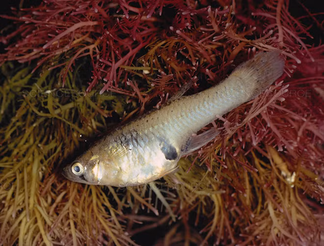 Vòng đời của cá ăn muỗi kéo dài không quá 2 năm. Đặc biệt, với những con cá ăn muỗi sống ngoài tự nhiên, tuổi thọ của chúng còn ngắn hơn bởi sự tấn công của các loài cá lớn khác.