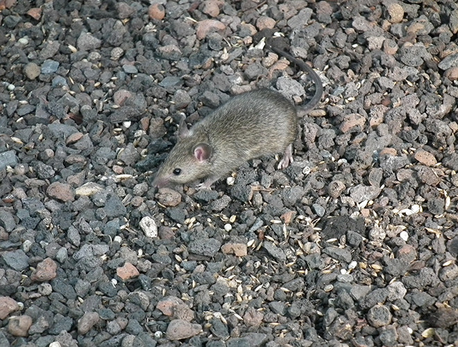 Loài chuột sinh sản số lượng khủng khiếp: Gây giống từ 1-2 lần một tháng, mỗi lứa đẻ 4 - 10 con. Thai kỳ ngắn, kết hợp với tốc độ sinh sản nhanh, do đó, tuổi thọ thấp chưa bao giờ là vấn đề "to tát" đối với loài chuột.