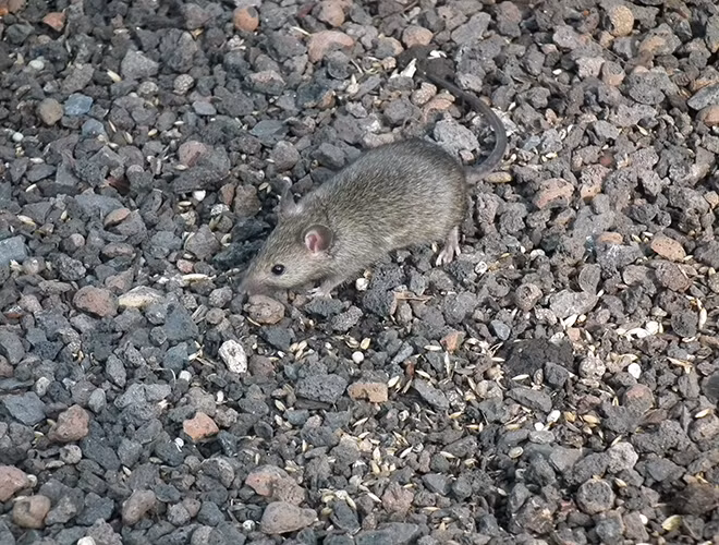 Loài chuột sinh sản số lượng khủng khiếp: Gây giống từ 1-2 lần một tháng, mỗi lứa đẻ 4 - 10 con. Thai kỳ ngắn, kết hợp với tốc độ sinh sản nhanh, do đó, tuổi thọ thấp chưa bao giờ là vấn đề "to tát" đối với loài chuột.