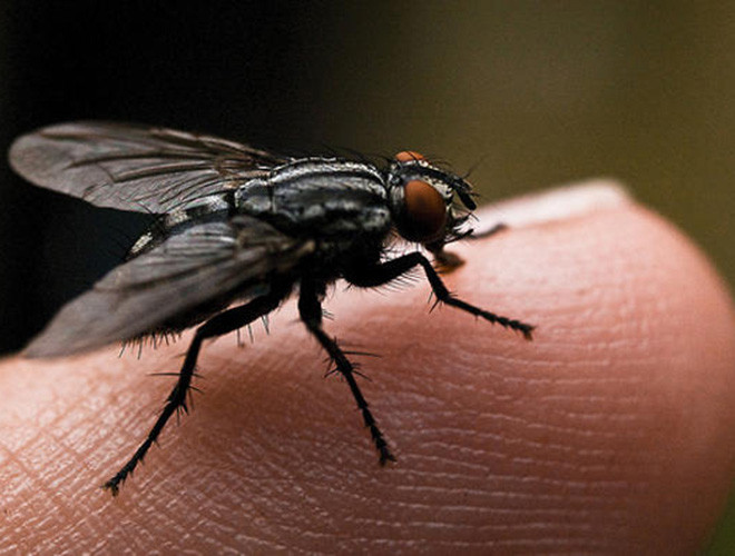 Loài vật này có tuổi thọ chỉ khoảng 4 tuần. Bên cạnh đó, những con ruồi sống ở khu vực dân cư thường có tuổi thọ dài hơn ruồi trong trong tự nhiên. Do ruồi là sinh vật mang khá nhiều kí sinh cũng như vi khuẩn nên khả năng phát bệnh của chúng cũng cao hơn. Đây được xem là nguyên nhân dẫn đến sự sống ngắn ngủi của loài ruồi.