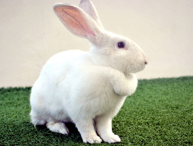 Thỏ là động vật có vú kích thước nhỏ sống ở nhiều khu vực trên khắp thế giới. Với vẻ ngoài đáng yêu, loài động vật này thường được nhiều gia đình chọn nuôi để làm thú cưng.