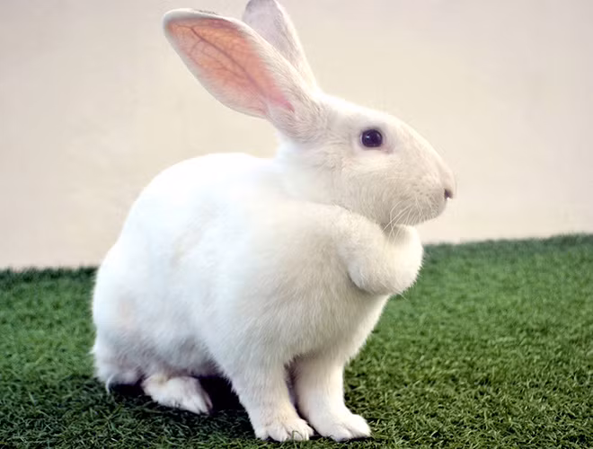 Thỏ là động vật có vú kích thước nhỏ sống ở nhiều khu vực trên khắp thế giới. Với vẻ ngoài đáng yêu, loài động vật này thường được nhiều gia đình chọn nuôi để làm thú cưng.