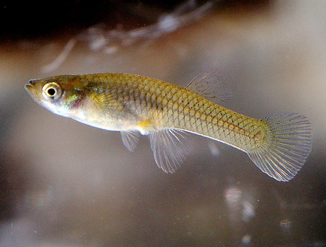 Cá ăn muỗi có tên khoa học là Gambusia Affinis, được tìm thấy ở vịnh Mexico. Giống như tên gọi, thức ăn chủ yếu của loài cá nước ngọt này chủ yếu là ấu trùng muỗi.