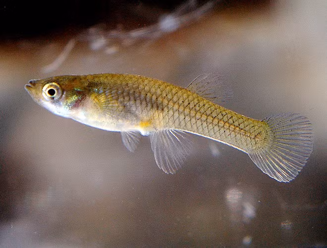 Cá ăn muỗi có tên khoa học là Gambusia Affinis, được tìm thấy ở vịnh Mexico. Giống như tên gọi, thức ăn chủ yếu của loài cá nước ngọt này chủ yếu là ấu trùng muỗi.