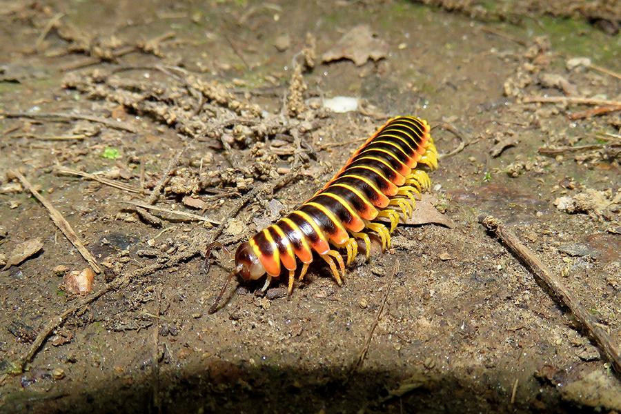 Khi loài khổng lồ nhiều chân này bị đe dọa, nó sẽ tiết ra hợp chất xyanua để phòng vệ và có thể bắn xa đến nửa mét.