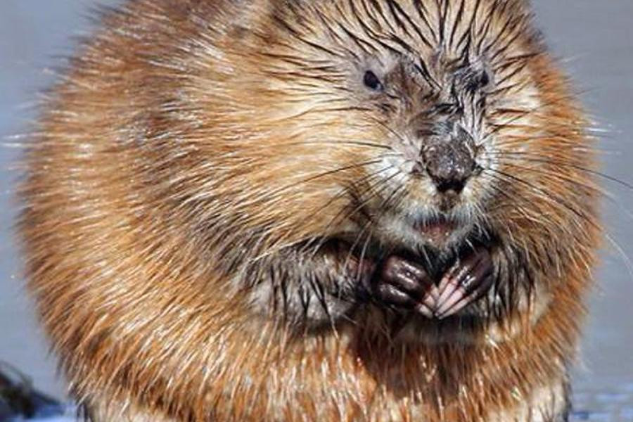 Đặc điểm của loài này bộ lông dày màu nâu, cơ thể tròn với khuôn mặt dài, chân sau có màng bơi và chân trước nhỏ dùng để đào.