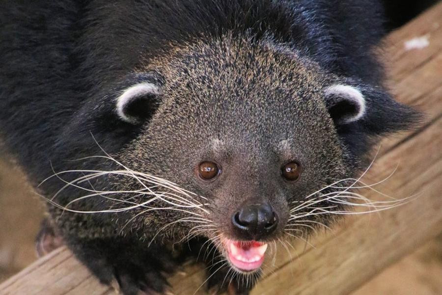 Theo các nhà khoa học, giống như những loài vật khác, cầy mực sử dụng nước tiểu để đánh dấu lãnh thổ và hấp dẫn bạn tình.