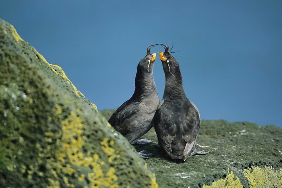 Cả con đực và con cái đều có mùi, nhưng mùi ở con đực nồng nặc và đặc trưng hơn, thể hiện sự chủ động của phái mạnh. Mùi của chúng giống như mùi vỏ cam vỏ quýt, được tiết qua lớp lông cổ.