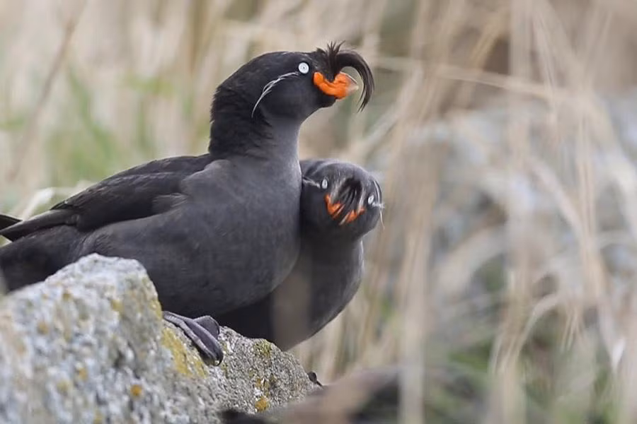 Loài chim thú vị này là Aethia cristatella - một loài trong họ Alcidae. Chúng phân bố trên toàn miền bắc Thái Bình Dương, đặc biệt ở vùng biển Bering.