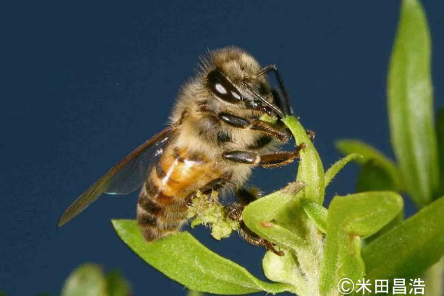 Hương thơm đặc biệt này là tín hiệu giúp chúng thông báo sự sợ hãi.