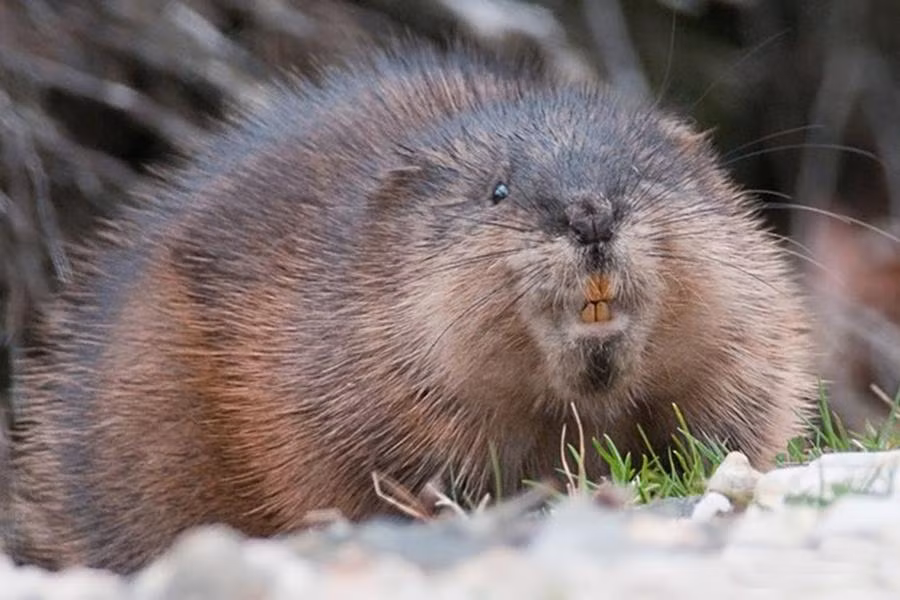 Chuột xạ hương có tên khoa học là Ondatra zibethicus. Đây là loài gặm nhấm có nguồn gốc từ Bắc Mỹ, sau được du nhập vào nhiều khu vực của châu Âu, châu Á, và Nam Mỹ.