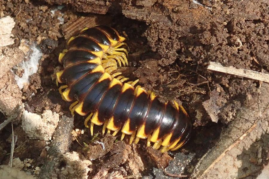 Chất lỏng này có mùi hương ngọt ngào như mùi cola dâu, nhưng lại vô cùng độc hại vì khi tiếp xúc với mắt có thể gây mù mắt.