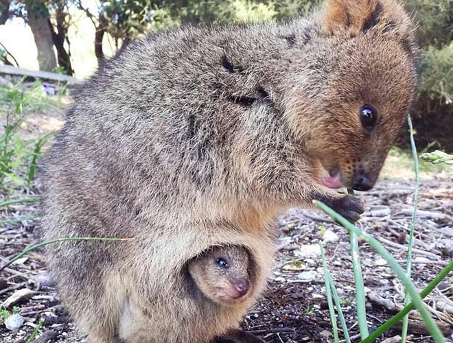 Ngoài ra, những vụ cháy rừng trên quy mô lớn xảy ra gần đây cũng góp phần đẩy loài chuột túi Quokka đáng yêu đến bên bờ vực tuyệt chủng.