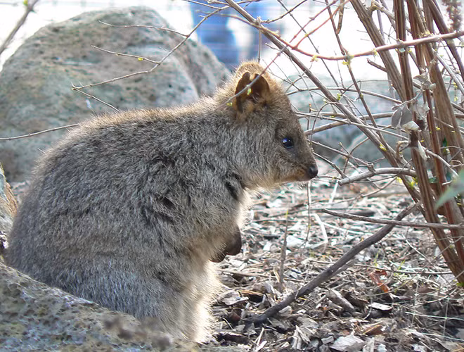 Do số lượng cá thể đang bị đe dọa nên các nhà chức trách ở Úc đã đưa ra một vài quy định nghiêm ngặt với khách du lịch ghé thăm đảo Rottnest - địa bàn cư trú chính của thú có túi Quokka.