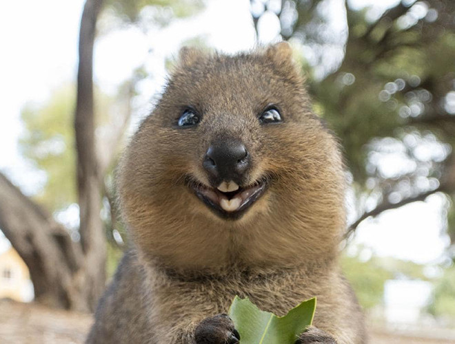 Quokka chỉ sống trên một số hòn đảo nhỏ của nước Úc, như đảo Rottnest và đảo Bald.