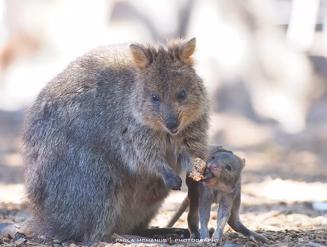 Loài động vật này được phát hiện lần đầu vào năm 1658 trên hòn đảo Rottnest nằm bờ Tây nước Úc bởi nhà thám hiểm người Hà Lan - Samuel Volckertzoon. Tuy nhiên, đến tận năm 2012, khi những chú chuột này lọt vào những bức hình của khách du lịch, chúng mới trở nên nổi tiếng