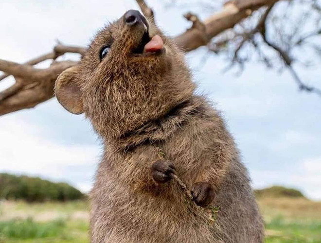Biểu cảm cực đáng yêu của thú Quokka.